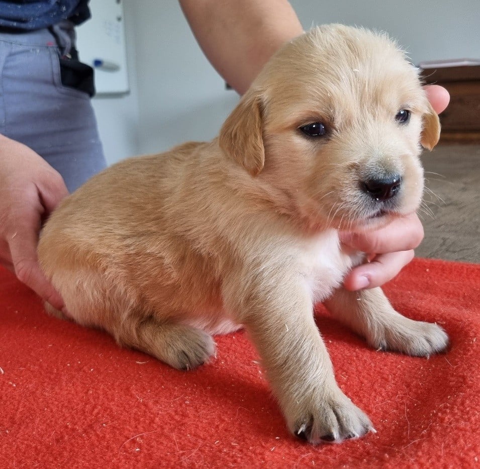 Chiot N°4