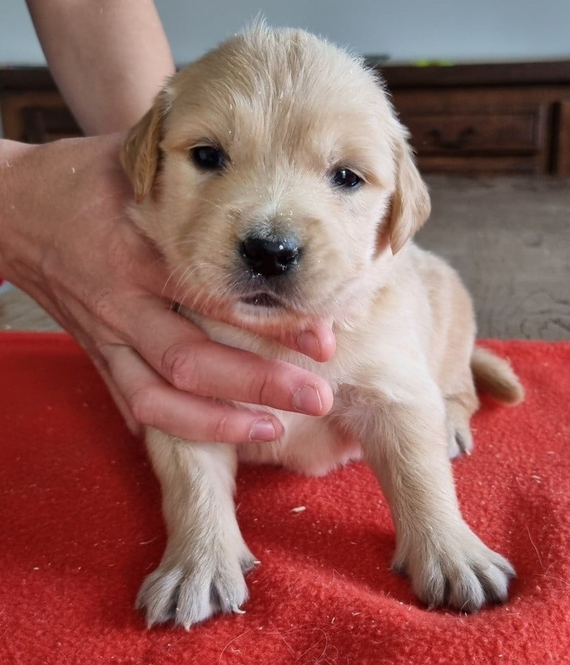 Chiot N°4