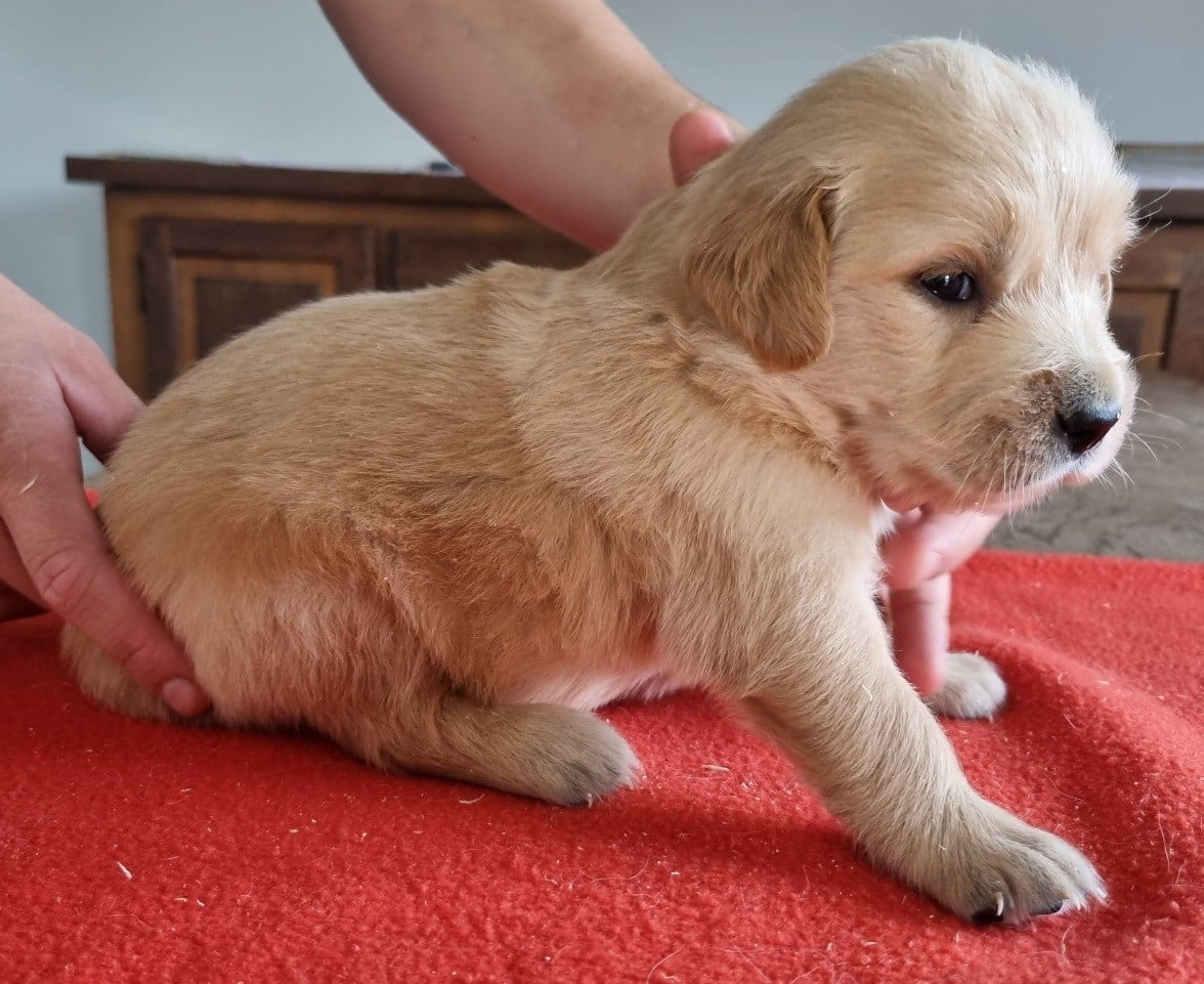 Chiot N°4