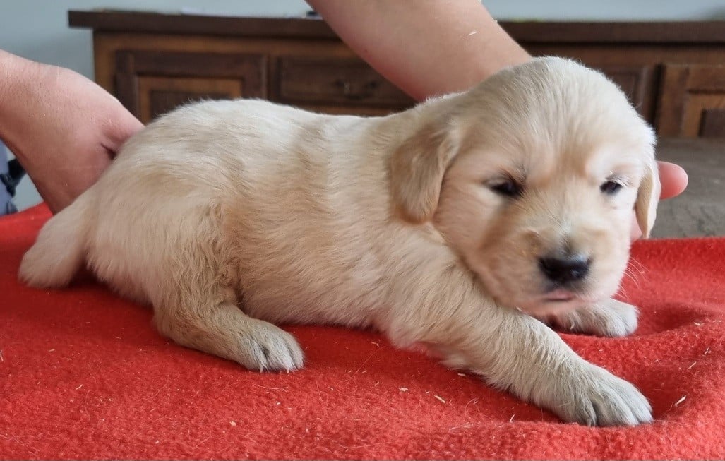Chiot N°5