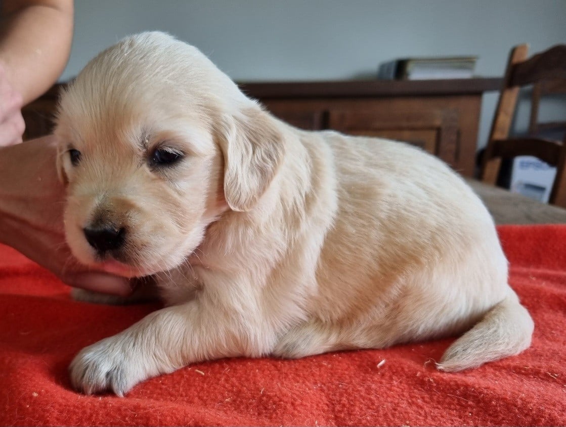 Chiot N°5