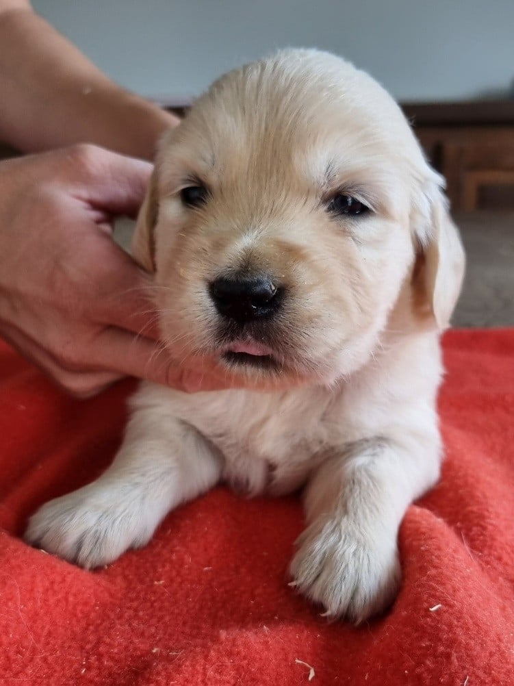 Chiot N°5
