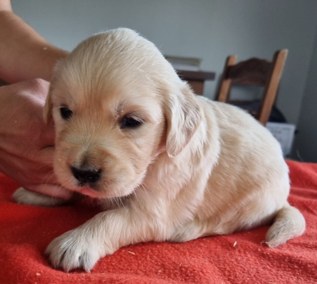 Chiot N°5