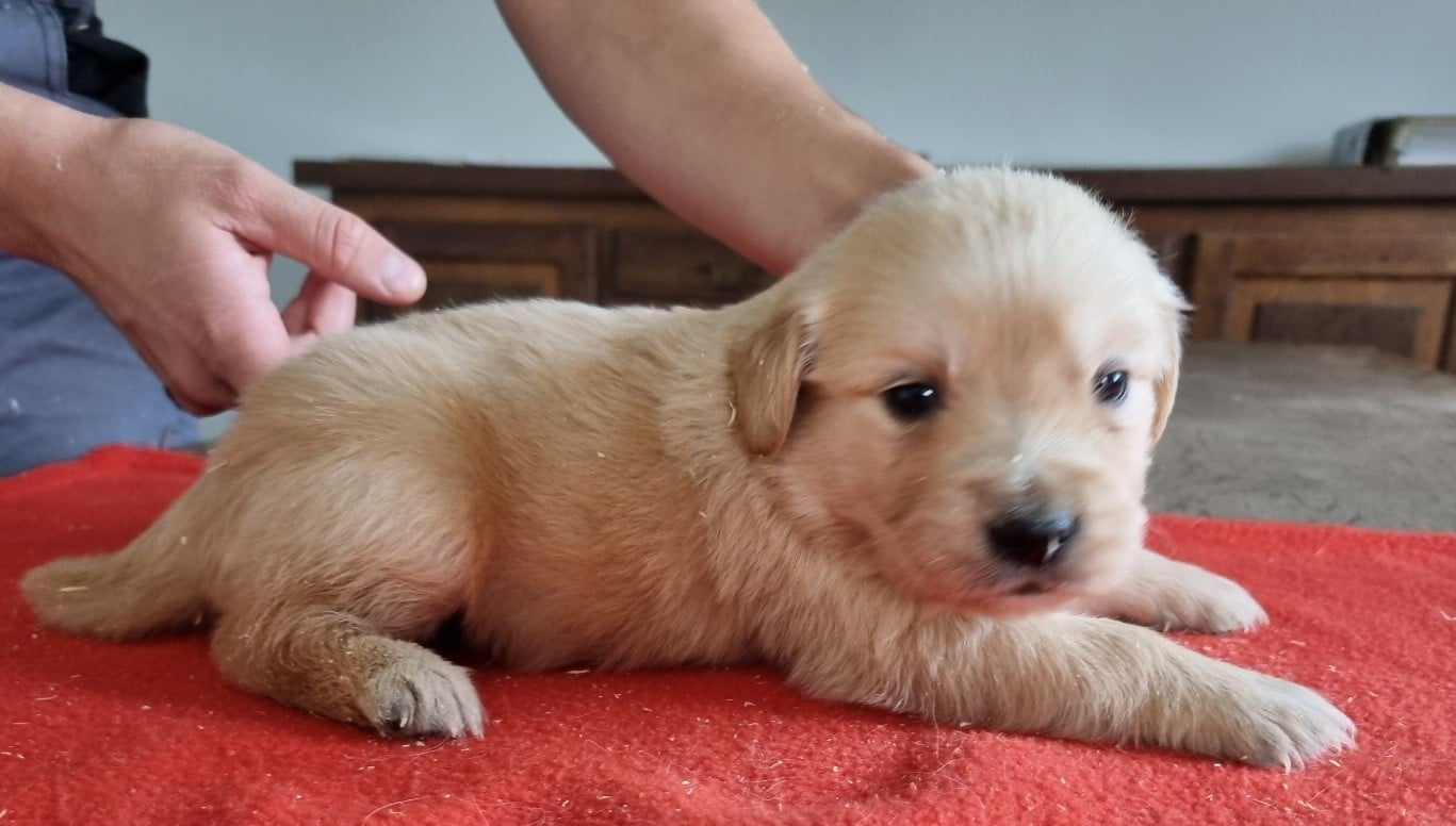 Chiot N°6