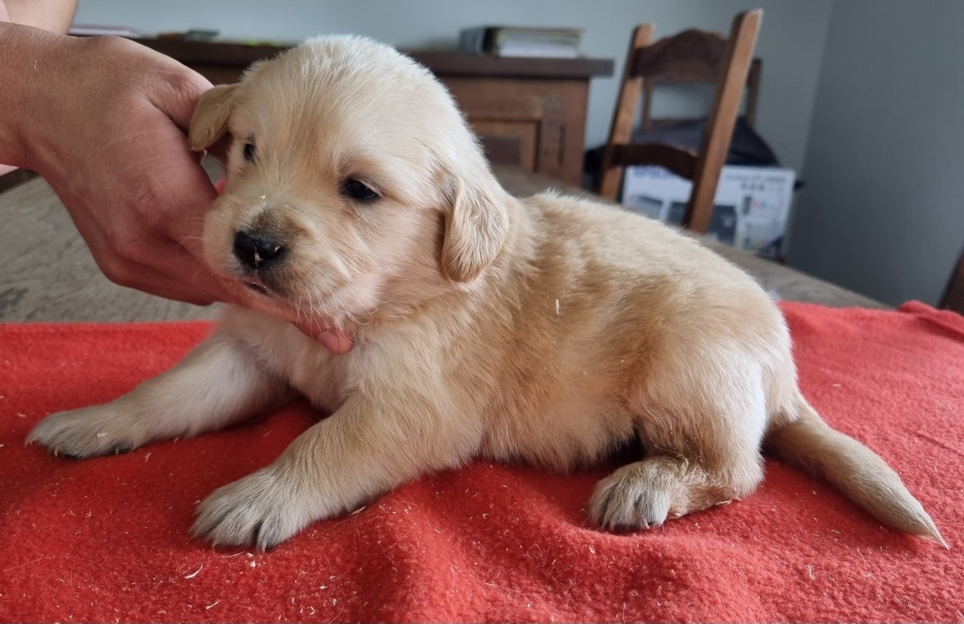 Chiot N°6