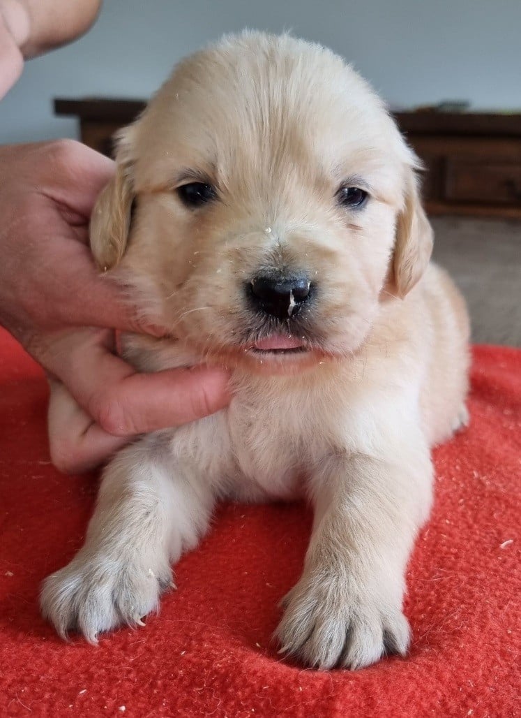Chiot N°6