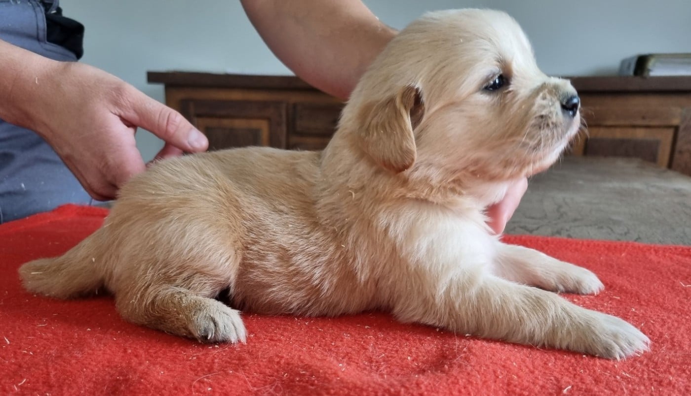 Chiot N°6