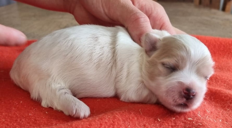 Coton de Tulear - des hirondelles du voyage