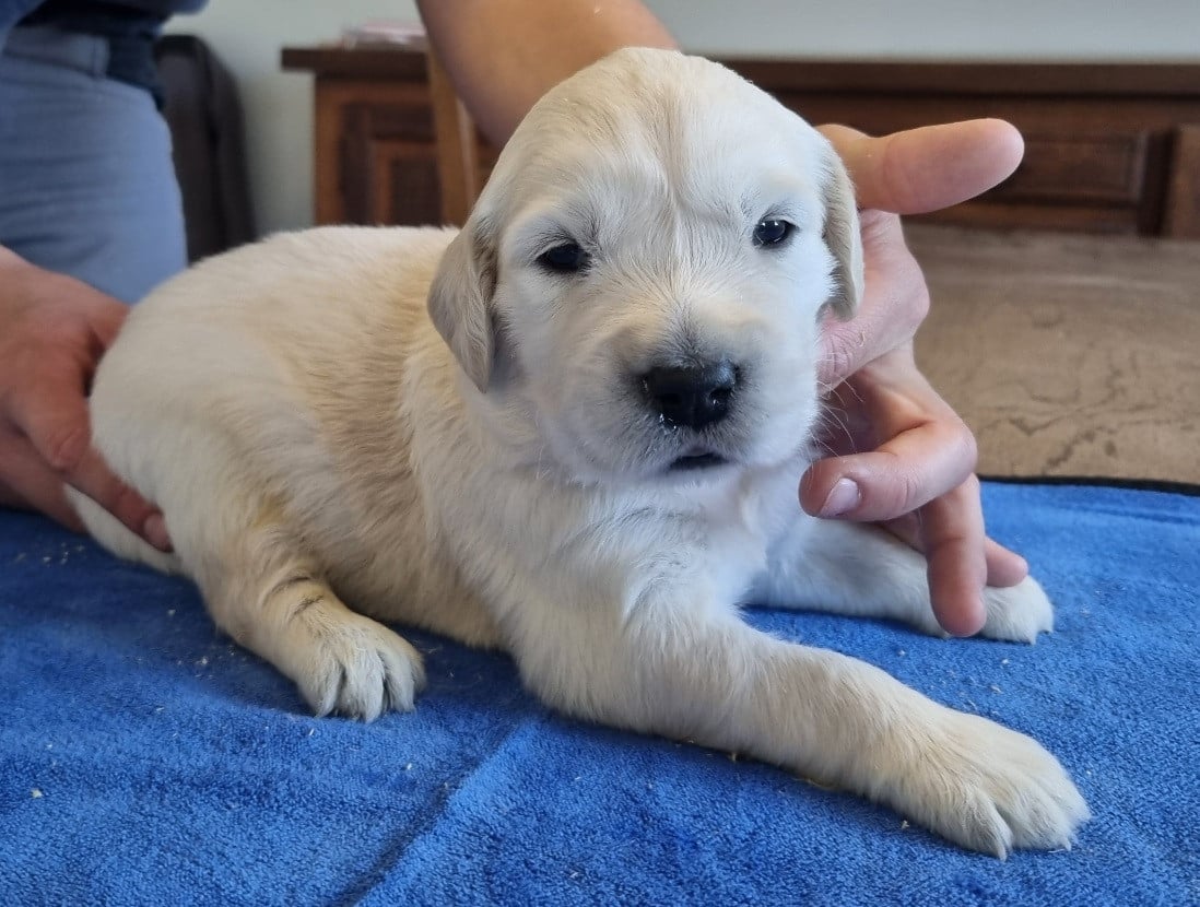 Chiot N°1