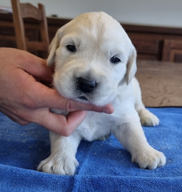 Chiot N°1