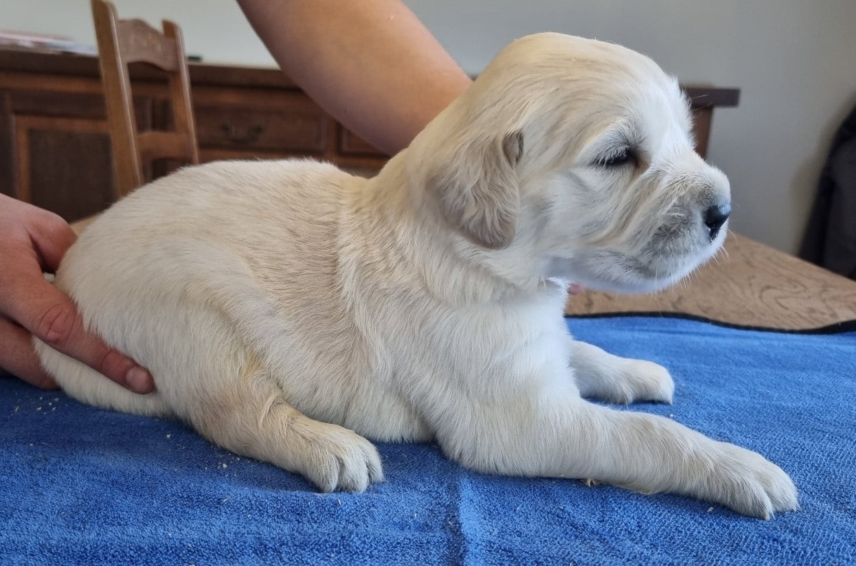 Chiot N°1