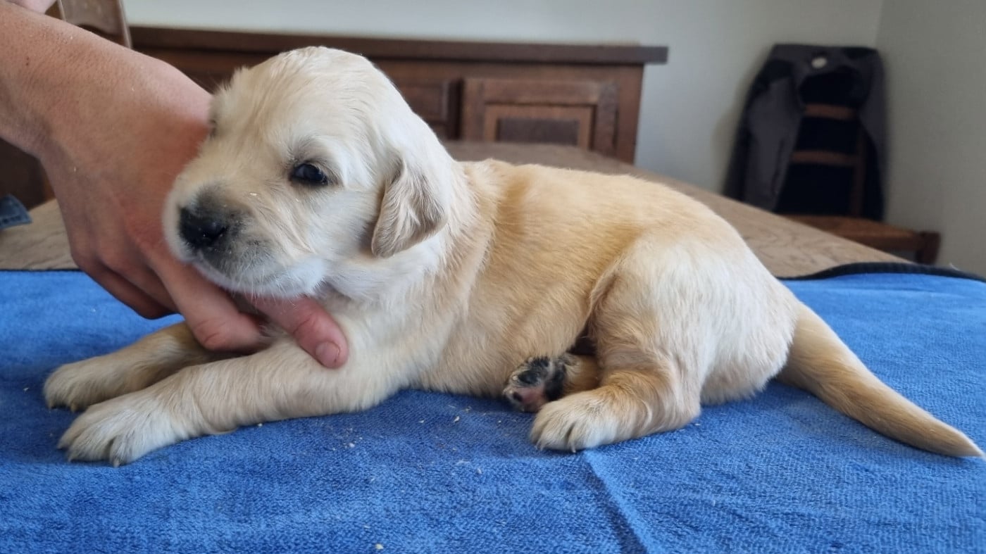 Chiot N°2