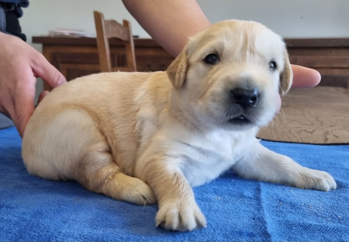 Chiot N°2