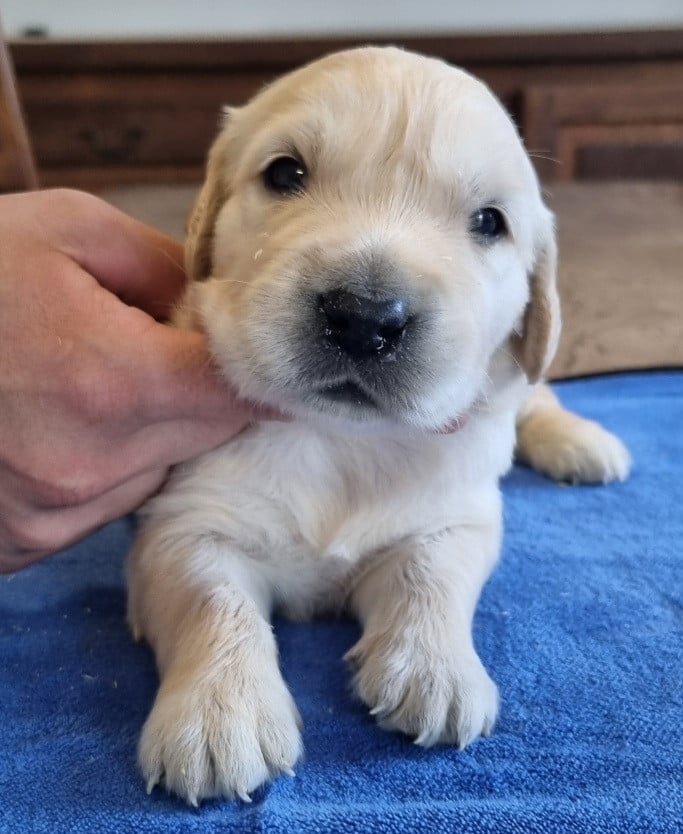 Chiot N°2