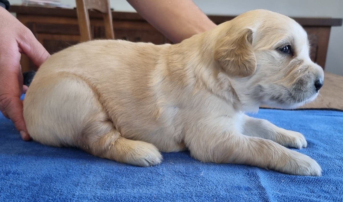 Chiot N°2