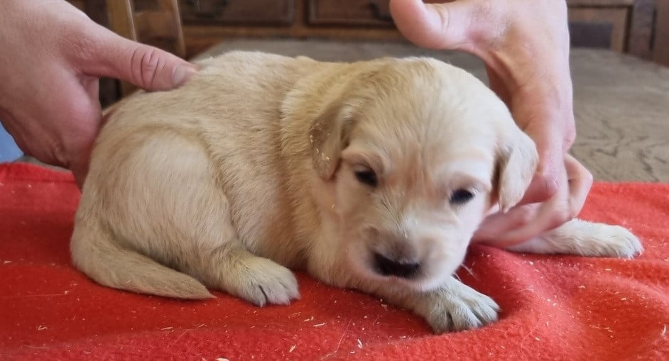 Chiot N°3