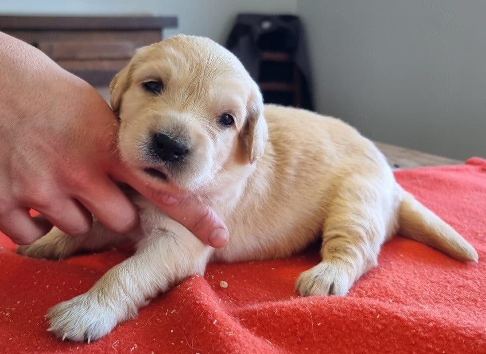 Chiot N°3