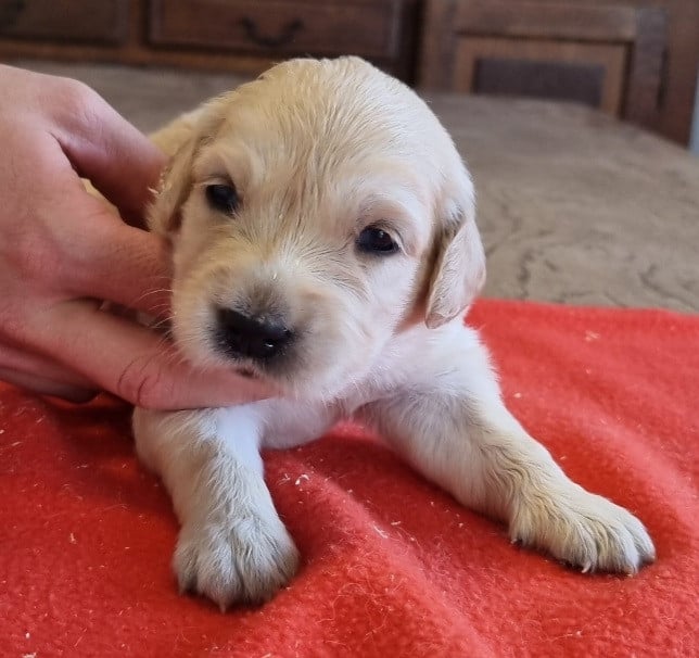 Chiot N°3