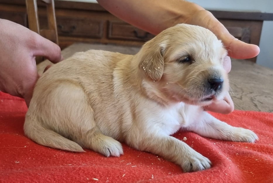 Chiot N°3