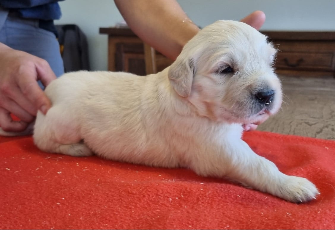 Chiot N°4