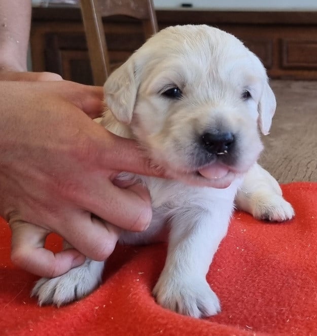 Chiot N°4
