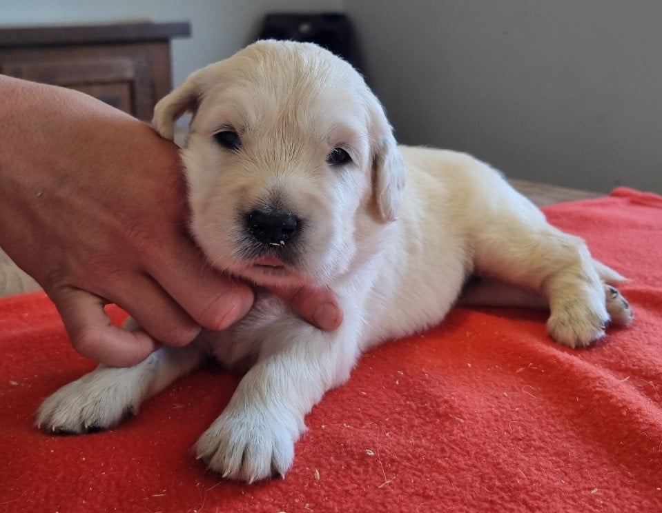Chiot N°4