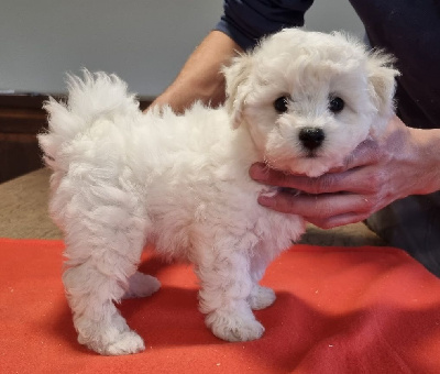 Les chiots de Bichon Frise