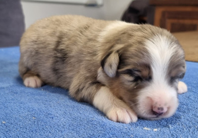 Les chiots de Berger Américain Miniature 