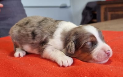 Les chiots de Berger Américain Miniature 