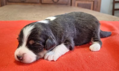 Les chiots de Berger Américain Miniature 