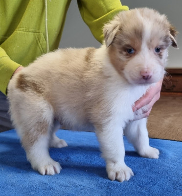 Les chiots de Berger Australien