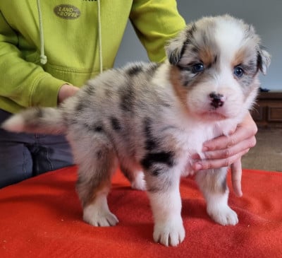 Les chiots de Berger Australien
