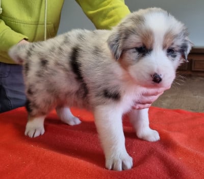 Les chiots de Berger Australien