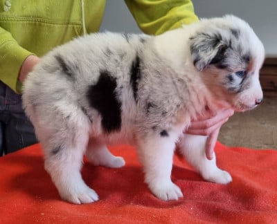 Les chiots de Berger Australien