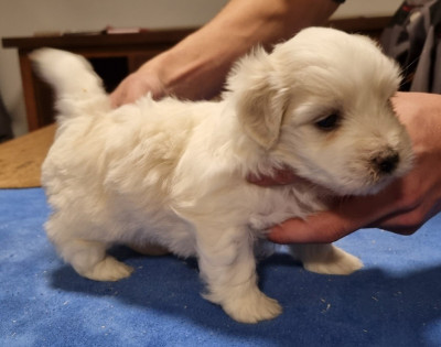 Les chiots de Coton de Tulear