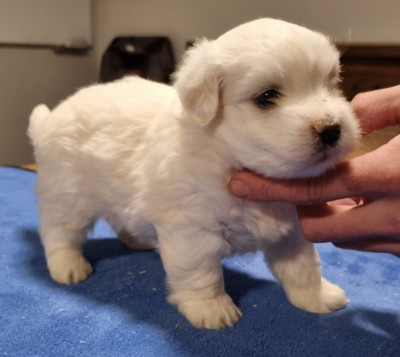 Les chiots de Coton de Tulear