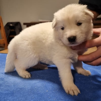 Les chiots de Berger Blanc Suisse
