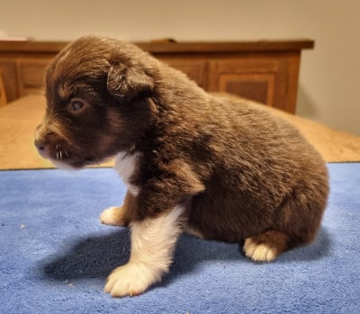 Les chiots de Berger Américain Miniature 