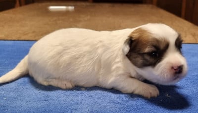 Les chiots de Coton de Tulear