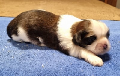 Les chiots de Shih Tzu