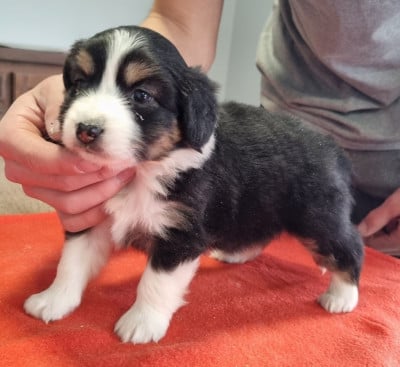 Les chiots de Berger Américain Miniature 