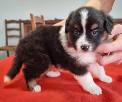 Les chiots de Berger Américain Miniature 