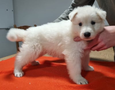 Les chiots de Berger Blanc Suisse
