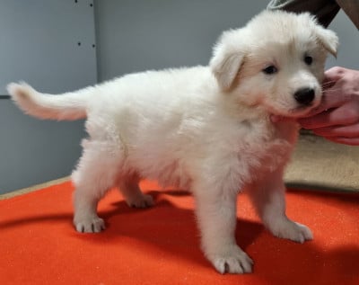 Les chiots de Berger Blanc Suisse
