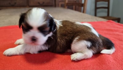 Les chiots de Shih Tzu