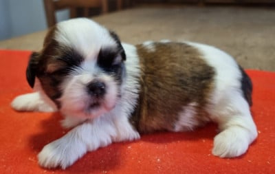 Les chiots de Shih Tzu
