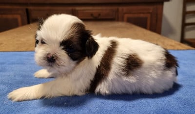 Les chiots de Shih Tzu