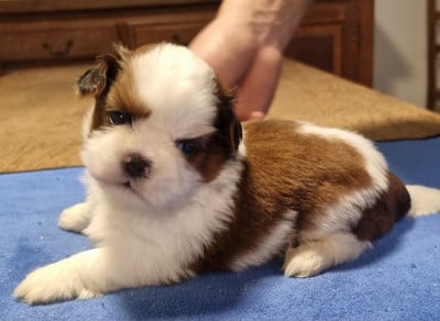 Les chiots de Shih Tzu