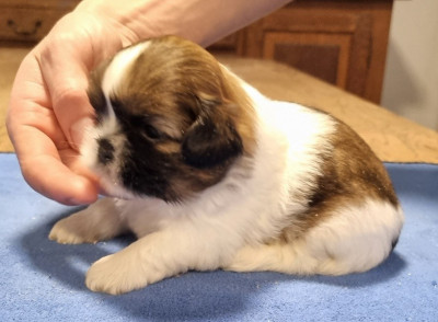 Les chiots de Shih Tzu