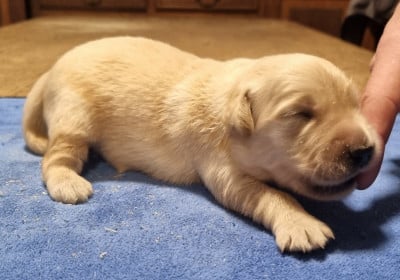 Les chiots de Golden Retriever
